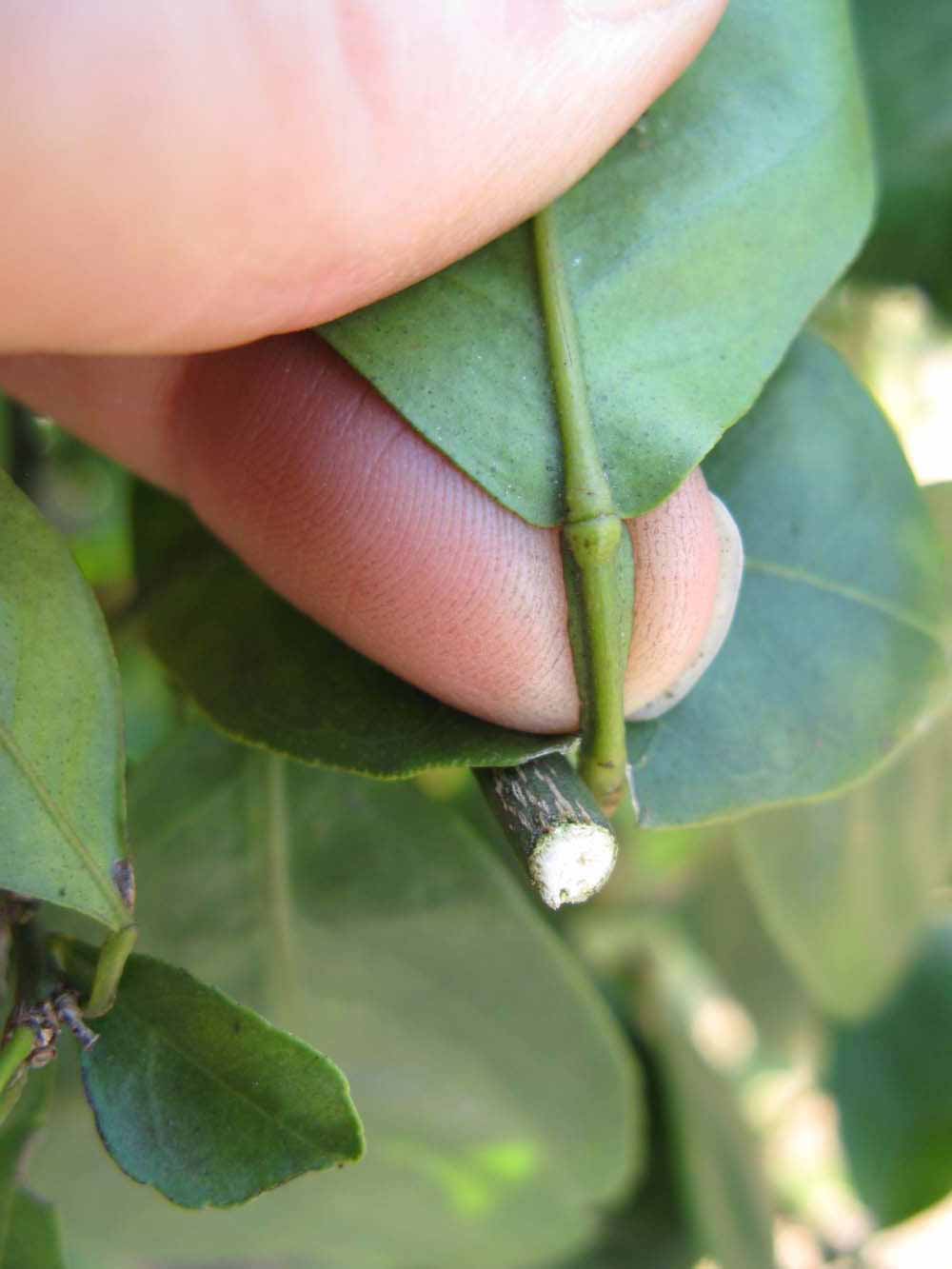              Petiole (Winter Haven, FL)       